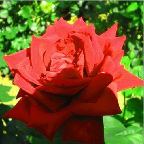 Červená - Stromkové růže s květmi čajohybridů - stromková růže s rovnými stonky v koruně